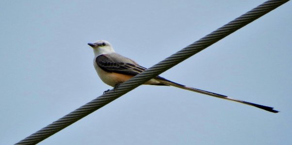 Scissortail Flycatcher