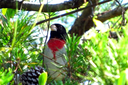 Rose-breasted Grosbeak photo