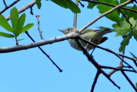 Chestnut-sided Warbler photo