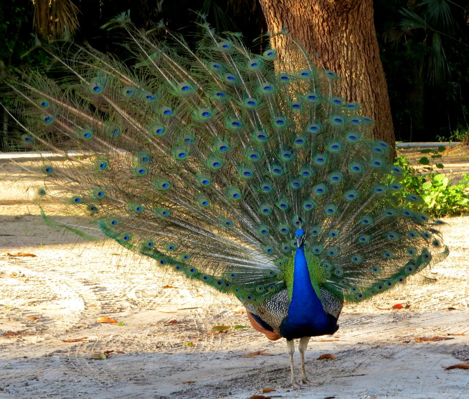 Indian Peacock