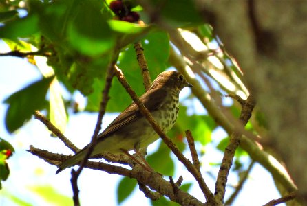 Swainson's Thrush photo