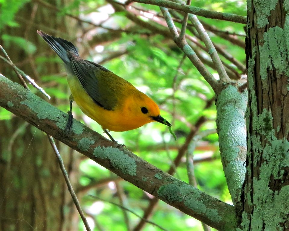 Prothonotary Warbler