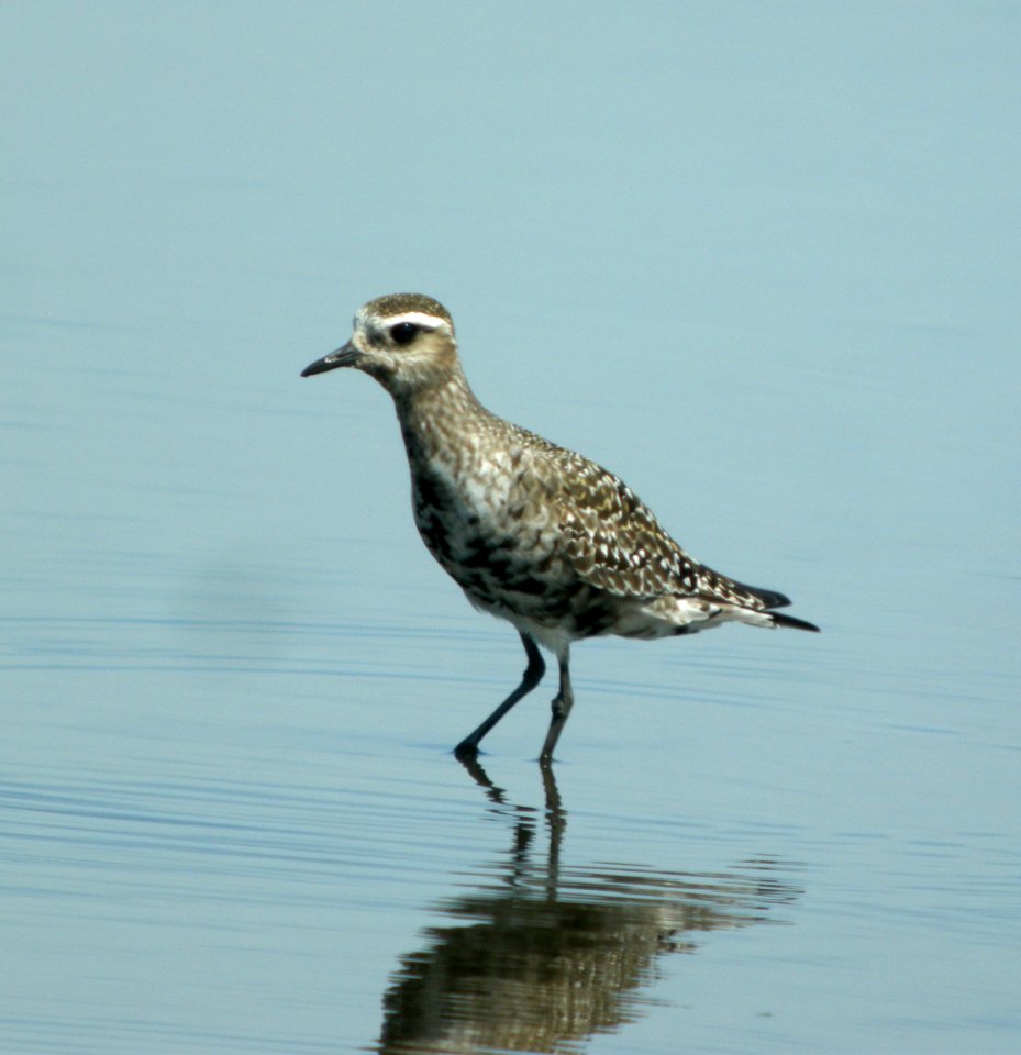DSCN4895 c Am Golden-Plover  Kankakee Co IL 8-18-12