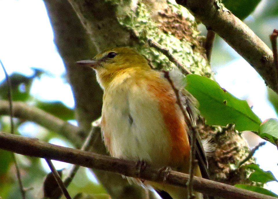 Bay-breasted Warbler
