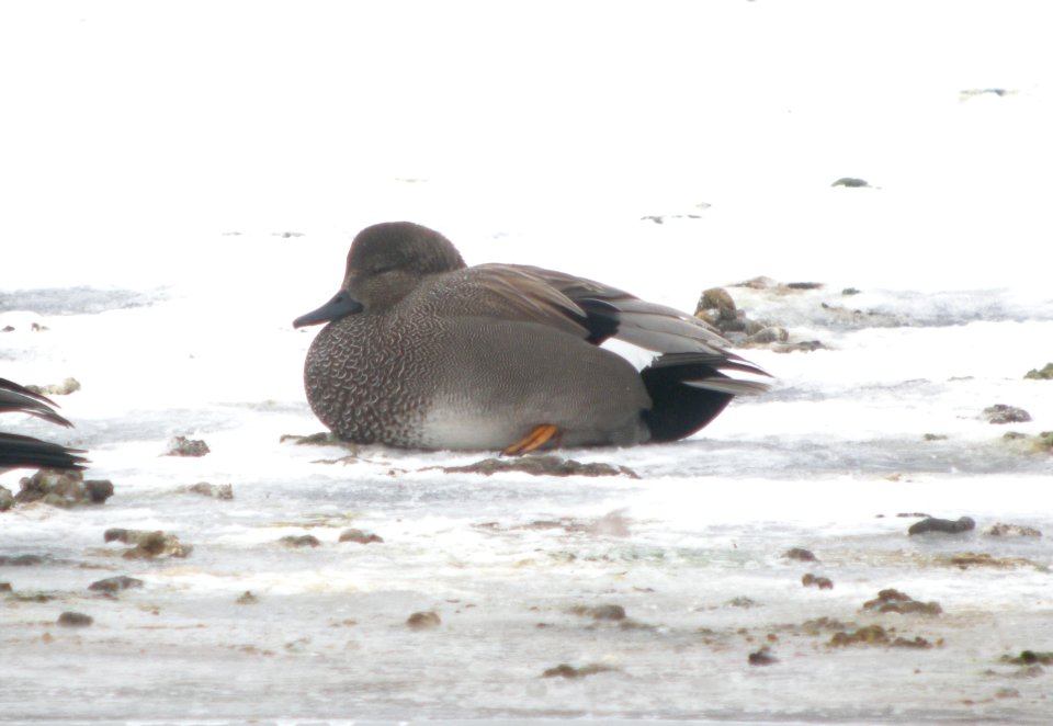 DSCN6876 c Gadwall Kankakee Co IL 2-4-13