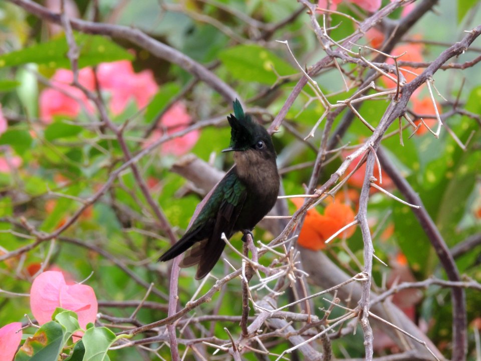 Antillean Crested Hummingbird