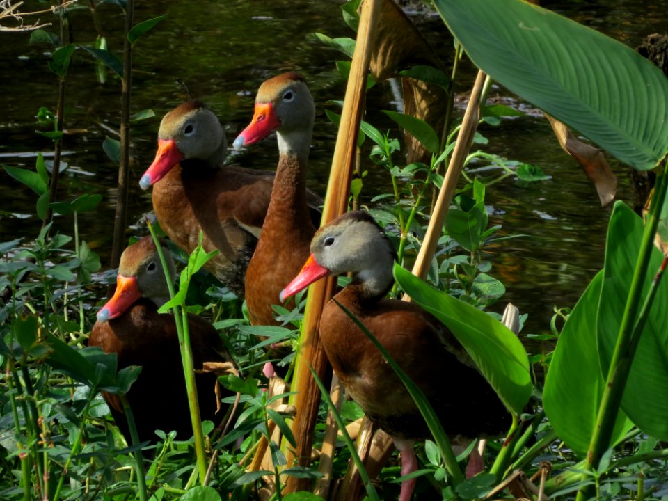 Black-bellied Whistling Ducks