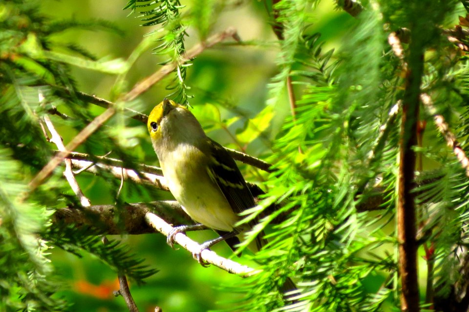 White-eyed Vireo