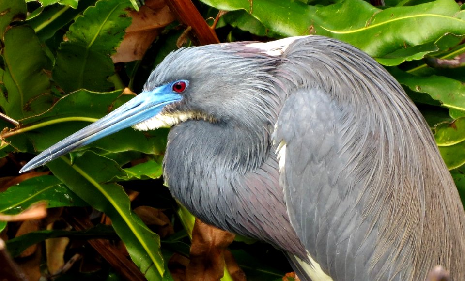 Tri-color Heron photo