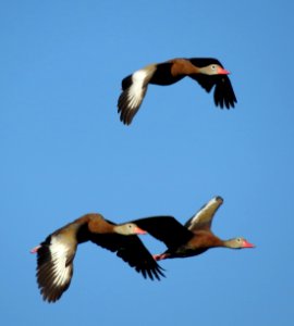 Black-bellied Whistling Ducks photo