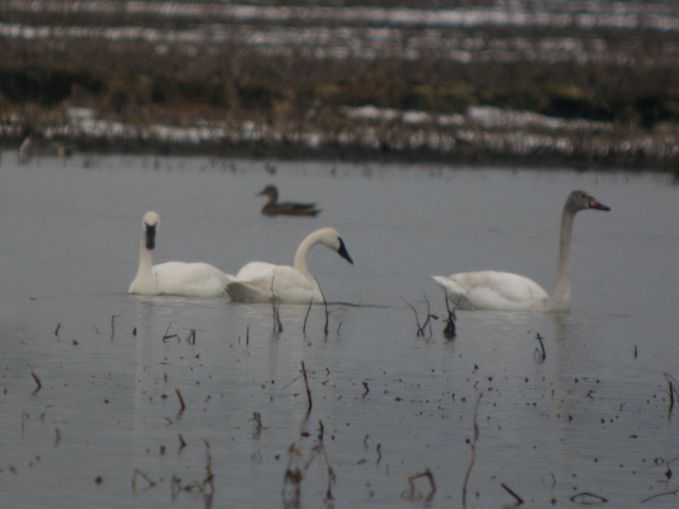 DSCN7206 c Tundra Swan  Newton Co IN 3-10-13