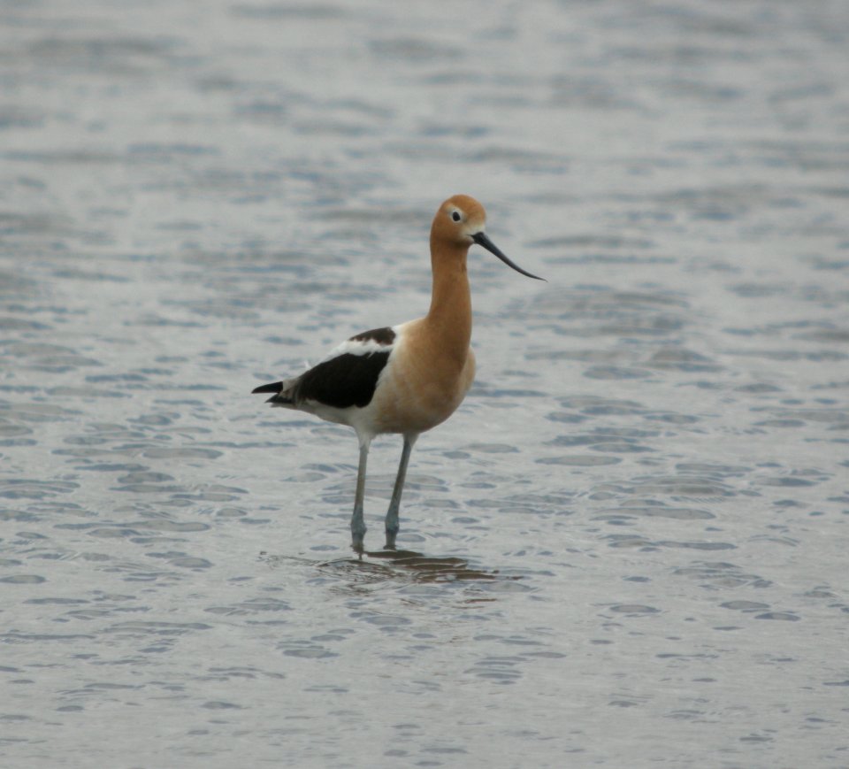 DSCN8575 c American Avocet Kankakee Co IL 5-21-13