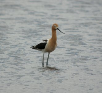 DSCN8575 c American Avocet Kankakee Co IL 5-21-13 photo