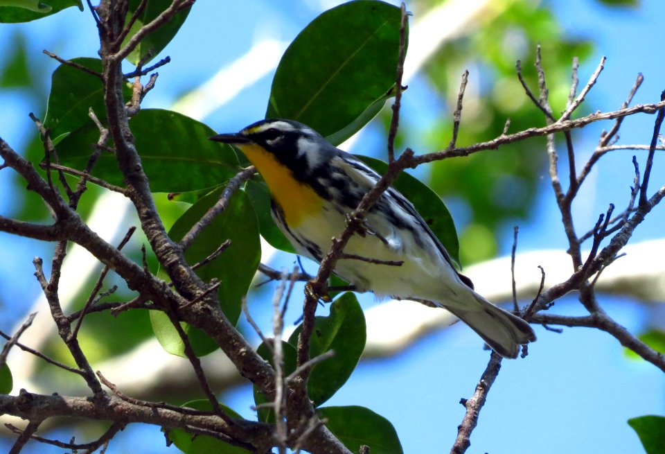 Yellow-throated Warbler