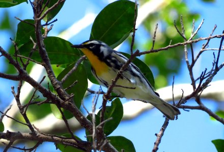 Yellow-throated Warbler