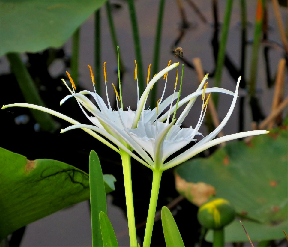 Spider Lily