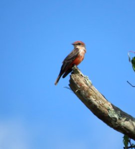 Vermilion Flycatcher