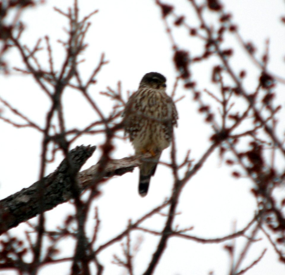 DSCN0669 c Merlin Kankakee (NE) IL 1-13-12