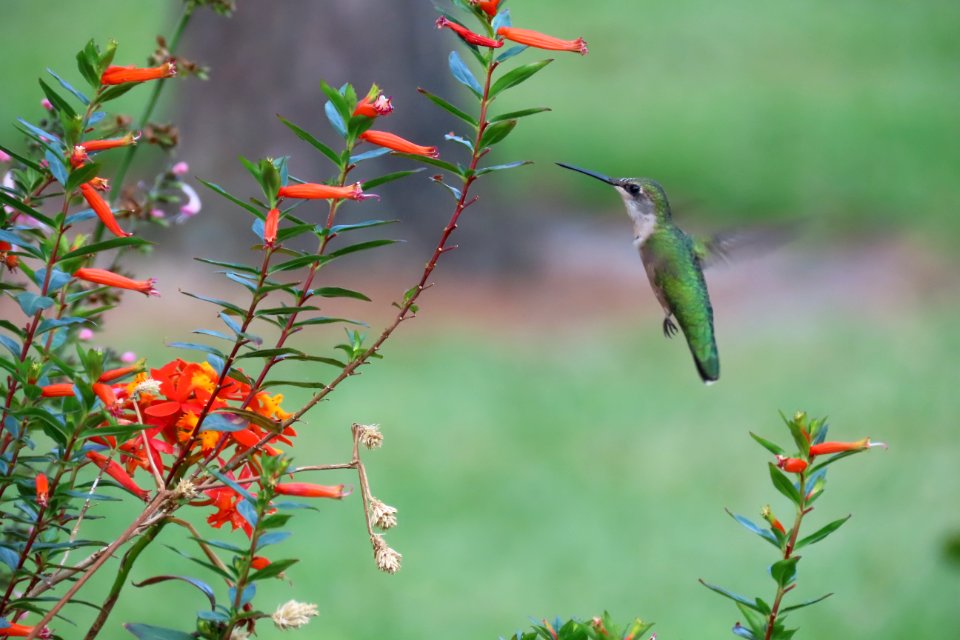 Ruby-throated Hummingbird, female