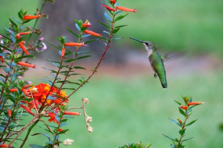 Ruby-throated Hummingbird, female