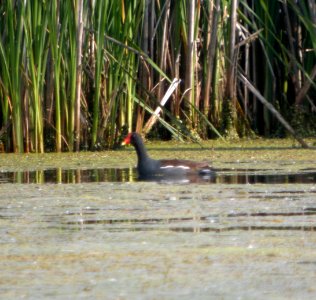 DSCN8712 c Common Gallinule Newton Co IN 6-9-13