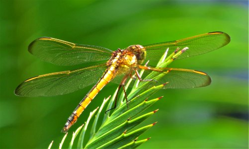 Golden-winged Skimmer