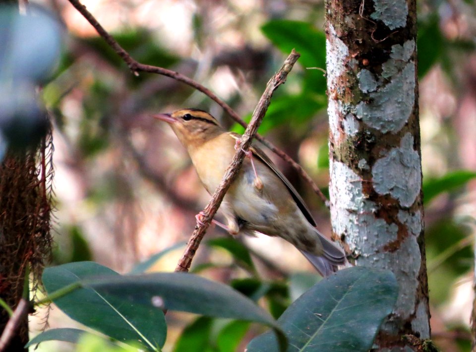 Worm-eating Warbler