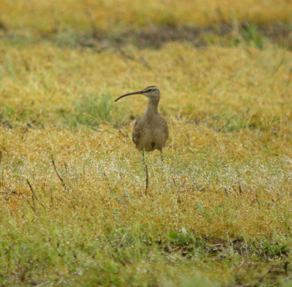DSCN7009 c Whimbrel Newton Co IN 5-15-11