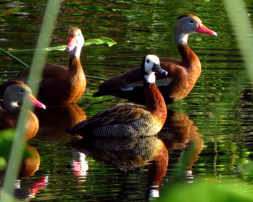 White-faced Whistling Duck with Black-bellied Whistling Ducks