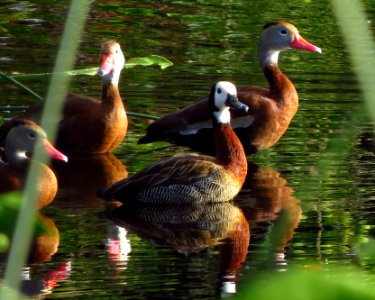 White-faced Whistling Duck with Black-bellied Whistling Ducks photo