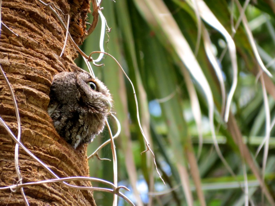 Eastern Screech-owl