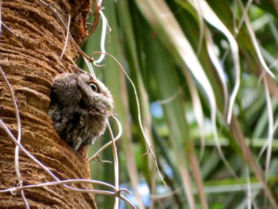 Eastern Screech-owl