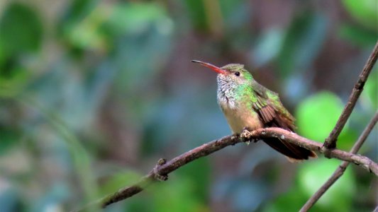 Buff-bellied Hummingbird