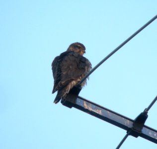 DSCN6786 c Merlin Kankakee Co  IL 01-26-13