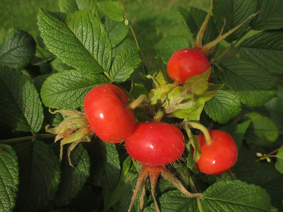 Fruit healthy close up