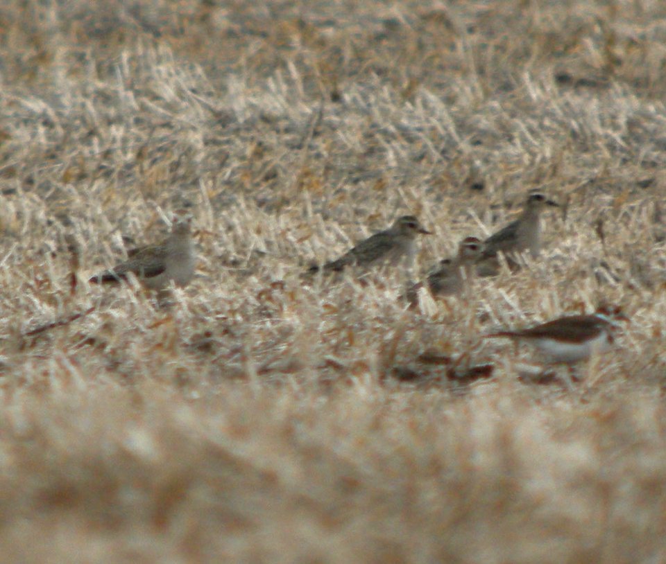 DSCN9874 c Am Golden-Plover  Kankakee Co IL 11-3-11