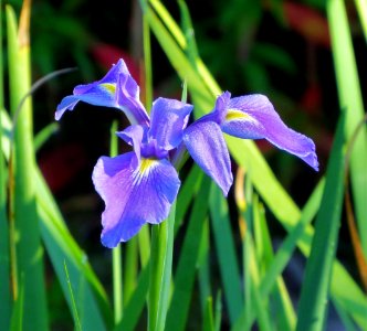 Blue Flag Iris photo