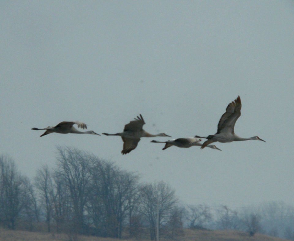 DSCN6317 c Sandhill Crane  Newton Co, IN 3-4-11
