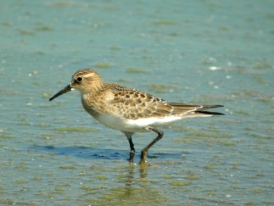 DSCN8832 c Baird's Sandpiper (Juv) Kankakee Co IL 8-27-11