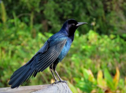 Boat-tailed Grackle photo