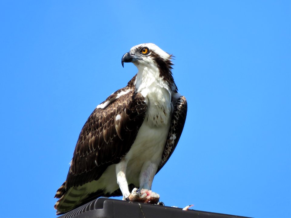 Osprey
