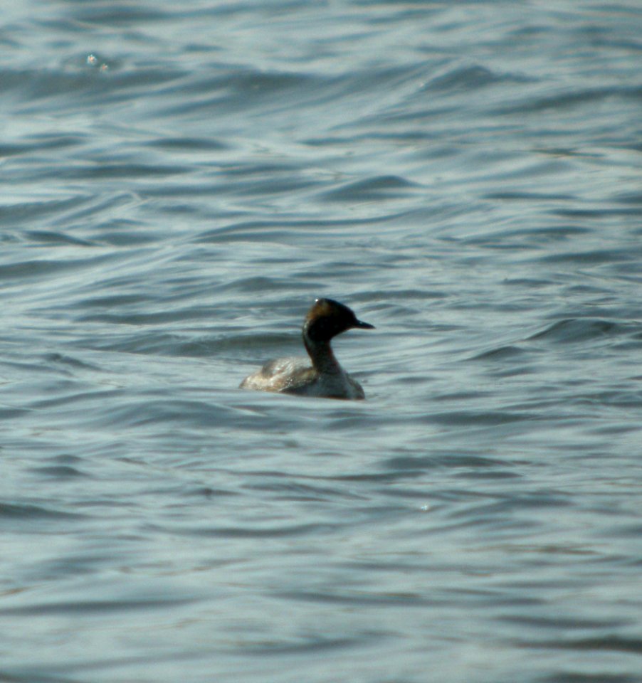 DSCN2176 c Horned Grebe  Newton Co IN 3-29-12