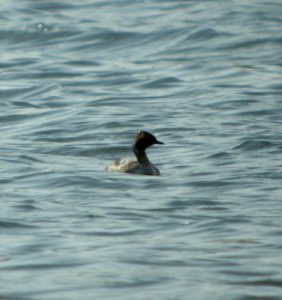 DSCN2176 c Horned Grebe  Newton Co IN 3-29-12