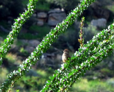 Cactus Wren