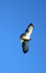 Short-tailed Hawk photo