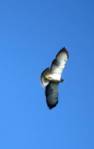 Short-tailed Hawk