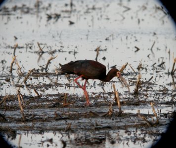 DSCN7978 c White-faced Ibis  Newton Co IN 4-30-13