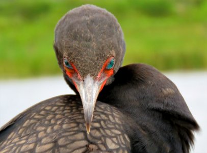 Double-crested Cormorant photo