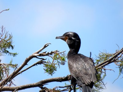 Neotropic Cormorant