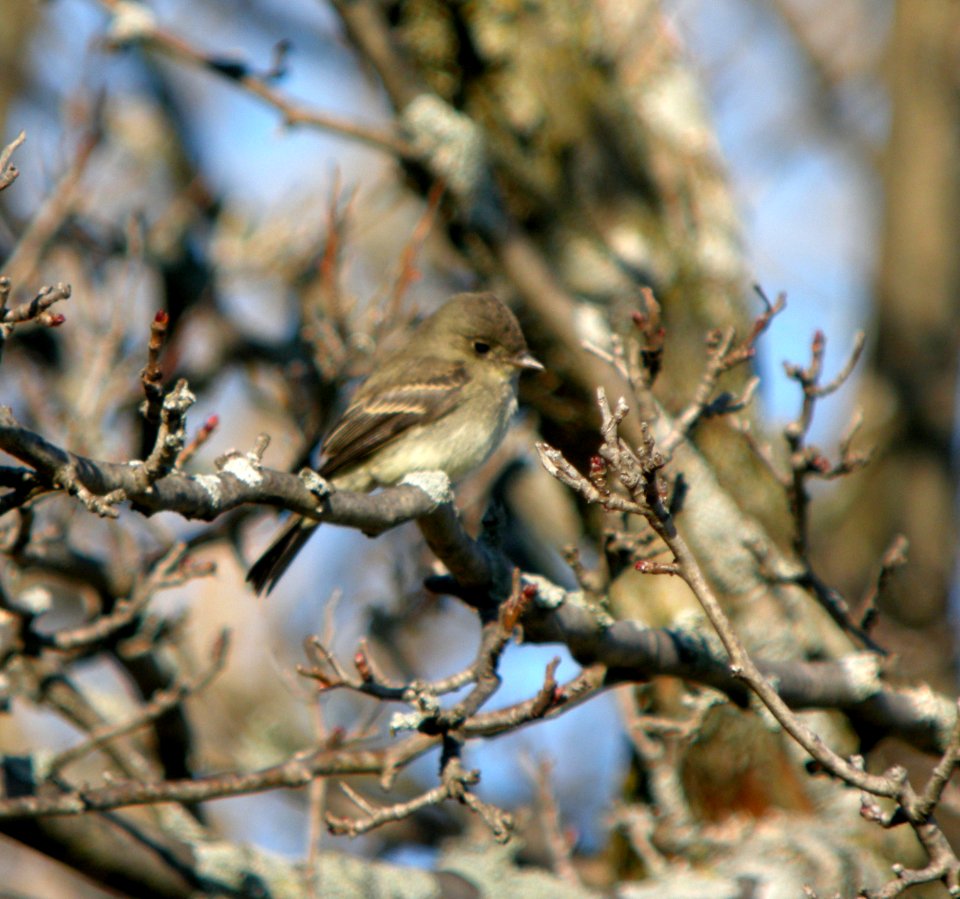 DSCN9823 c Eastern Wood-Pewee Kankakee Co IL 10-24-11